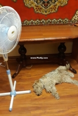 My dog