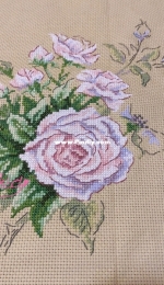 A pinky Rose