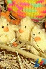 chicks