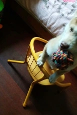 My dog