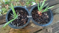 Growing green onions and bulbed onions
