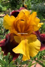 Flowers in the Country