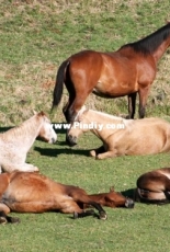 Lazy Horses