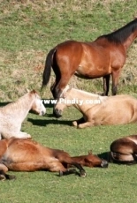 Lazy Horses