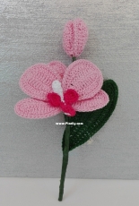 Ramo di orchidea