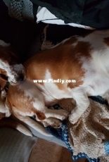 Basset hounds