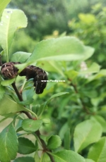 Little bug in garden :D
