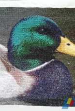 Mallard Duck