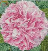 Cabbage Rose Pillow by Donna Vermillion Giampa from Just Cross Stitch April 2014 XSD