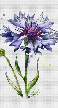 Watercolor Cornflower by Lyubov Vodenikova XSD