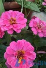 backyard garden----2