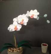 my work, orchid