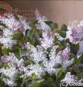 Golden Kite 1526 Spray of Lilacs