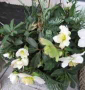 Helleborus (Ranunculaceae) -white