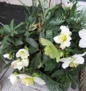 Helleborus (Ranunculaceae) -white