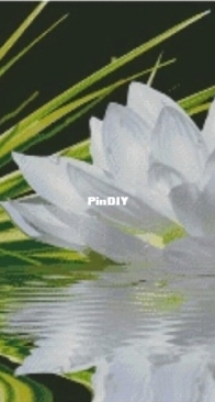 Chimera - White Lotus