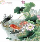Chinese Carp Koi