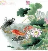 Chinese Carp Koi