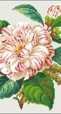 Knechtel & Co - Peony and Buds  XSD + PCS