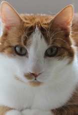 This is Effe