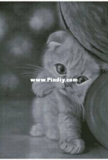 Kitten by Yushchuk/Mully  XSD