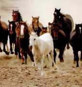 Laura Stitch ANI 031 - Horses