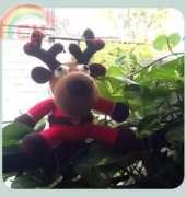 reindeer