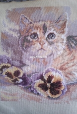 Cats dreams