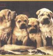 Mystic Stitch DOG-01 - Gunters Gang