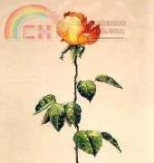 Silver Lining - SL159 Joy