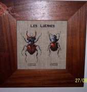 Anagram MTSA - les lucanes