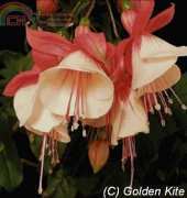 Golden Kite GK 377 - Fuchsia, Tollingbell