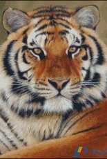 Natalia Supenko (Nensi) Tiger