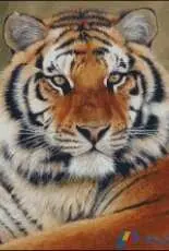 Natalia Supenko (Nensi) Tiger