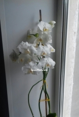 White Phalaenopsis