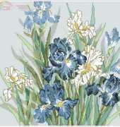 488 Sweet Iris