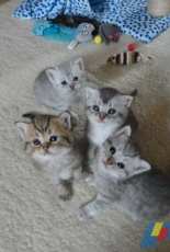 My Babies