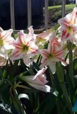 Amaryllis