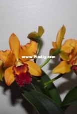 Orchids are my second hobby: Cattleyas