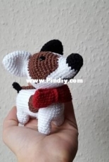 Daniel the jack russel