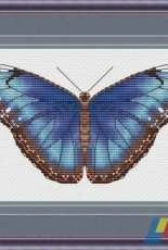 Butterfly Morpho Peleides by Serafima Abramova / Серафима Абрамова