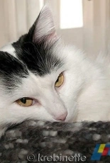 Kitteh Cat Blanket by Ann Thomsen-Free
