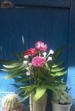 Carnation