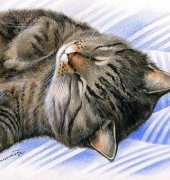 HAEIAG 1257 Sleepy Tabby