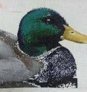 MILLARD DUCK