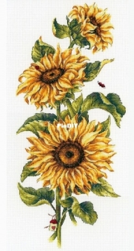 M.P. Studio NV - 777 Sunfflowers