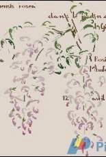 MTSA - La glycine de Graziella