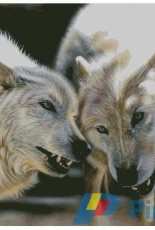 HAED HAESAB038 Arctic Pair by Sandi Baker