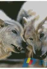 HAED HAESAB038 Arctic Pair by Sandi Baker