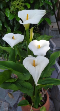 Zantedeschia